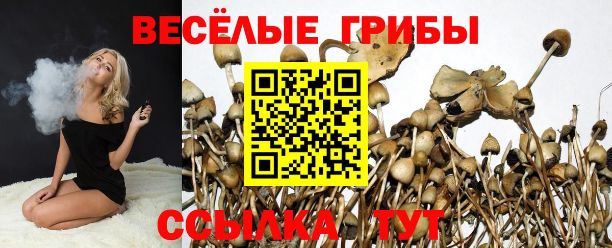 Псилоцибиновые грибы Psilocybe Ефремов